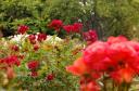Botanical garden (Christchurch)