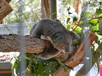 Port Macquarie