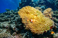 Great Barrier Reef