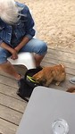 Poesjes op het terras