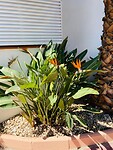 PAPEGAAIENBLOEM-1