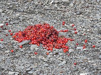 DSCN3388