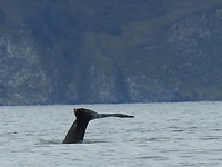 RSCN3987