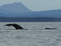 RSCN3986