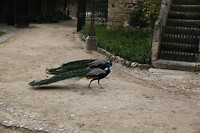 IMG_8807