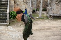 IMG_8808