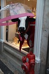 IMG_8911