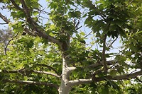 IMG_9335
