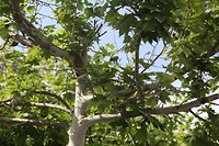 IMG_9336