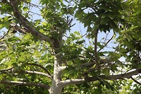 IMG_9337