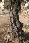 IMG_9520