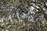 IMG_9523