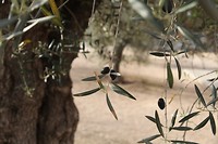 IMG_9526