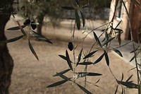 IMG_9527