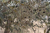 IMG_9528