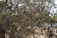 IMG_9529