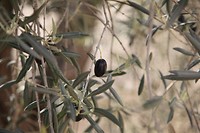 IMG_9530