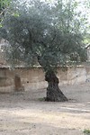 IMG_9534