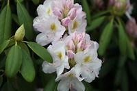 IMG_9766