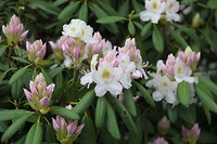 IMG_9767