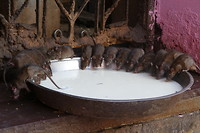 Ciske en familie