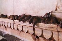 Ratrace