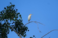 Zilverreiger (?)
