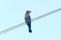 DIt is een vogel