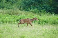 Antilope