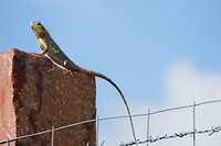 Kameleon