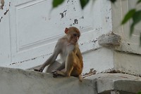 Pushkar