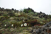 DSC04889