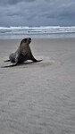 Sandfly Beach (Otago Peninsula)