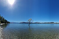#ThatWanakaTree