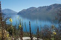 Lake Wanaka