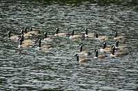 Lake Matheson: de Canadese gans