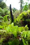Callery Gorge