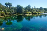 Te Waikoropupu Spring