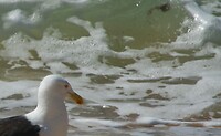 Kaiteriteri