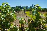 Saint Leonards Vineyard Cottages