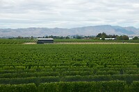 Marlborough