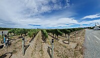 Marlborough