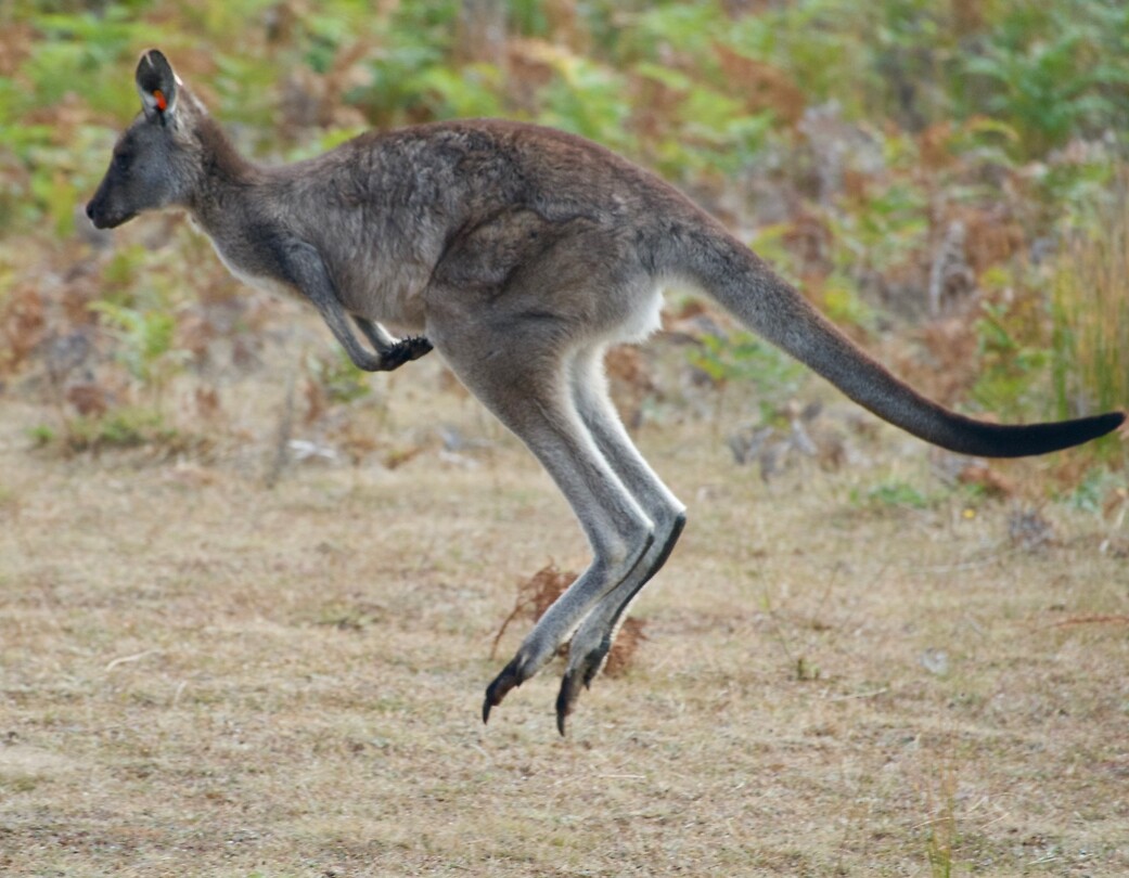 Kangoeroe