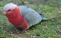 Roze kaketoe
