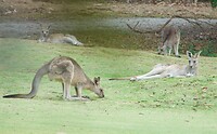 Anglesea Golf Club