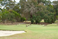 Anglesea Golf Club