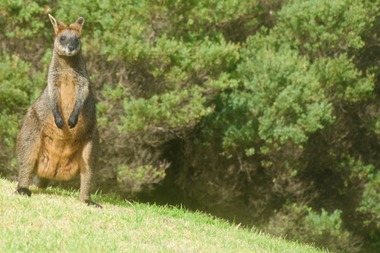 Wallaby