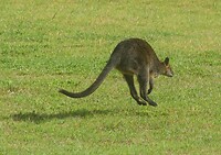Wallaby