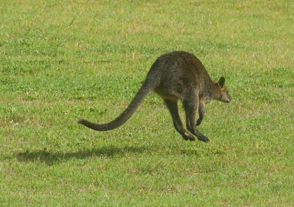 Wallaby