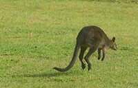 Wallaby